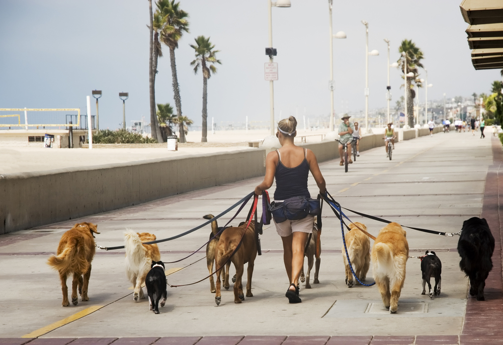 dog walking business owner with a pack of dogs